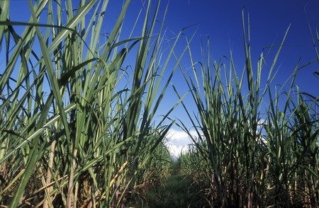 cuger plants near the city of Holguin on Cuba in the caribbean sea.のeditorial素材