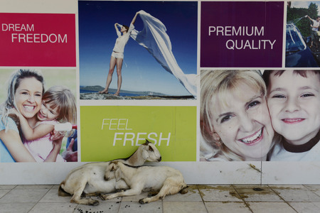 the municipal market in the city of Myeik in the south in Myanmar in Southeastasia.のeditorial素材