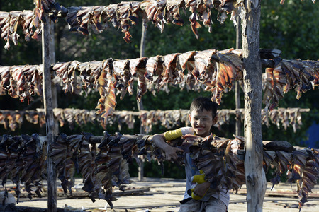 a fish production make dry fish products in the city of Myeik in the south in Myanmar in Southeastasia.のeditorial素材
