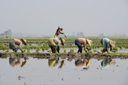 Rice farmers plant rice in a ricefield at the city of Nyaungshwe at the Inle Lake in the Shan State in the east of Myanmar in Southeastasia.のeditorial素材