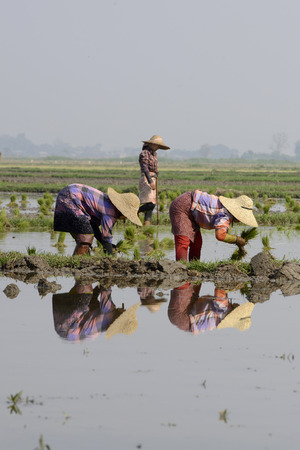 Rice farmers plant rice in a ricefield at the city of Nyaungshwe at the Inle Lake in the Shan State in the east of Myanmar in Southeastasia.のeditorial素材