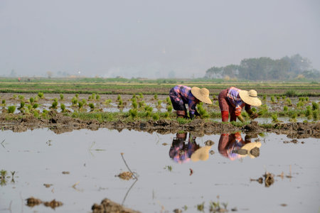 Rice farmers plant rice in a ricefield at the city of Nyaungshwe at the Inle Lake in the Shan State in the east of Myanmar in Southeastasia.のeditorial素材