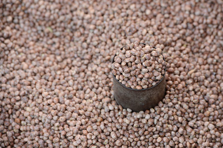 fresh beans at the Market at the Village of Phaung Daw Oo at the Inle Lake in the Shan State in the east of Myanmar in Southeastasia.の写真素材