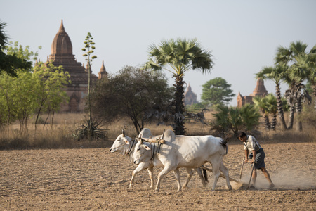 a farmer and his Ox are on the field near the Temples in Bagan in Myanmar in Southeastasia.のeditorial素材