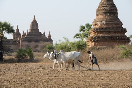 a farmer and his Ox are on the field near the Temples in Bagan in Myanmar in Southeastasia.のeditorial素材
