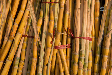sugar cane near the Town of Myingyan southwest of Mandalay in Myanmar in Southeastasia.の写真素材