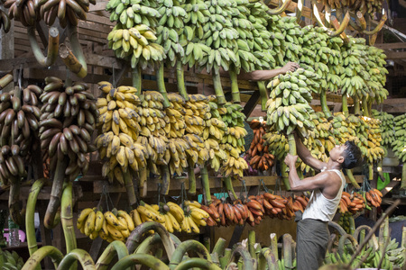 a big Banana Shop in a Market near the City of Yangon in Myanmar in Southeastasia.のeditorial素材