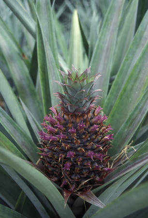 a pineapple plantation on the Island Praslin of the seychelles islands in the indian oceanの写真素材