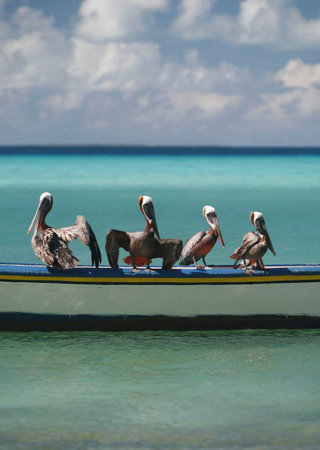 seabirds and Pelican on a beach at the village on the Gran Roque Island at the Los Roques Islands in the caribbean sea of Venezuela.