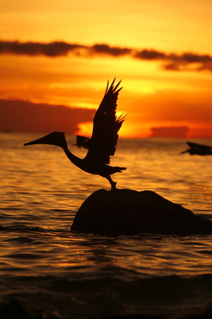 seabirds and Pelican on a beach at the village on the Gran Roque Island at the Los Roques Islands in the caribbean sea of Venezuela.の写真素材