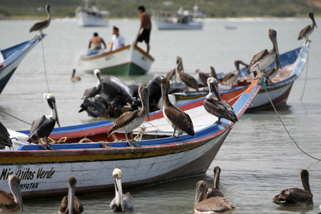 pelican seabirds at the beach in the town of Juangriego on the Isla Margarita in the caribbean sea of Venezuela.のeditorial素材