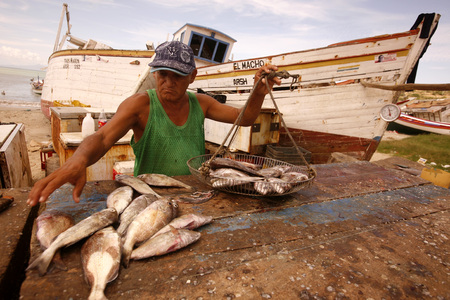 the fish market at the beach in the town of Juangriego on the Isla Margarita in the caribbean sea of Venezuela.のeditorial素材