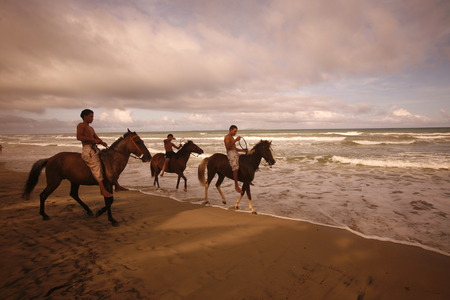 horse  the Coast at the beach in the town of Cuacuco on the Isla Margarita in the caribbean sea of Venezuela.のeditorial素材