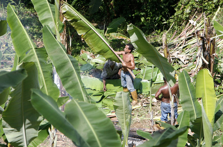 the nature and forest near the village of choroni on the caribbean coast in Venezuela.のeditorial素材