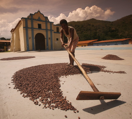 cacao plantation worker let dry the cacaobeans in the sun in the town of chuao near choroni on the caribbean coast in Venezuela.のeditorial素材