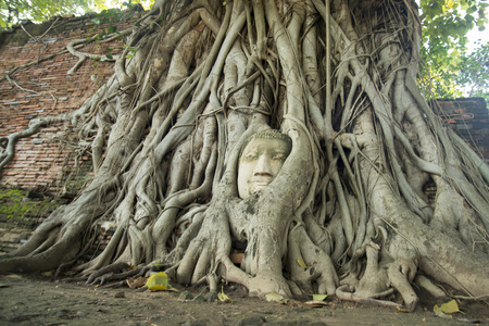 the stone head at the Wat Phra Mahathat in the city of Ayutthaya north of bangkok in Thailand in southeastasia.の写真素材
