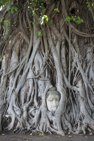 the stone head at the Wat Phra Mahathat in the city of Ayutthaya north of bangkok in Thailand in southeastasia.の写真素材