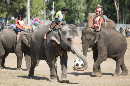 a elephant soccer game at the big Elephant show in the Stadium at the Elephant Round-up Festival in the city of Surin in Northeastern Thailand in Southeastasia.のeditorial素材