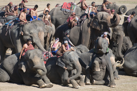 the big Elephant show in the Stadium at the Elephant Round-up Festival in the city of Surin in Northeastern Thailand in Southeastasia.のeditorial素材
