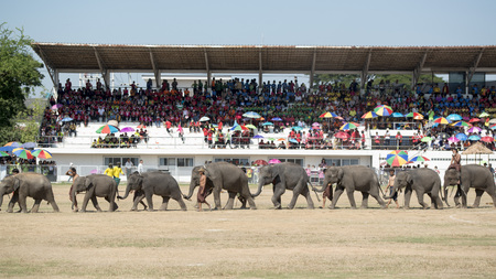 the big Elephant show in the Stadium at the Elephant Round-up Festival in the city of Surin in Northeastern Thailand in Southeastasia.のeditorial素材
