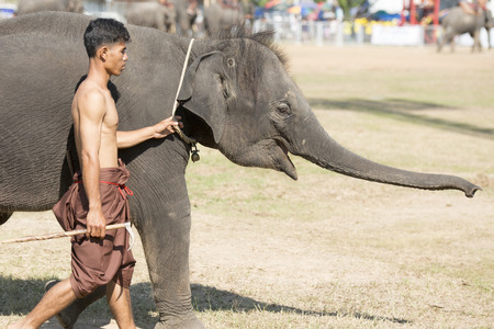 the big Elephant show in the Stadium at the Elephant Round-up Festival in the city of Surin in Northeastern Thailand in Southeastasia.のeditorial素材