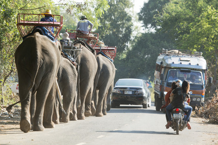 elephants on the streets in the city centre of Surin at the Elephant Round-up Festival in the city of Surin in Northeastern Thailand in Southeastasia.のeditorial素材