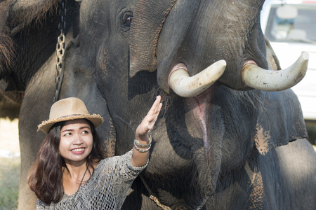 Elephants and People at the Elephant Square in the city centre of Surin at the Elephant Round-up Festival in the city of Surin in Northeastern Thailand in Southeastasia.のeditorial素材