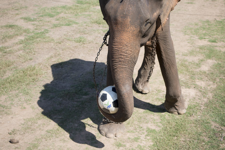 a elephant soccer game at the big Elephant show in the Stadium at the Elephant Round-up Festival in the city of Surin in Northeastern Thailand in Southeastasia.のeditorial素材