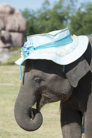 the big Elephant show in the Stadium at the Elephant Round-up Festival in the city of Surin in Northeastern Thailand in Southeastasia.のeditorial素材