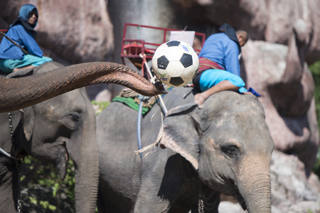 a elephant soccer game at the big Elephant show in the Stadium at the Elephant Round-up Festival in the city of Surin in Northeastern Thailand in Southeastasia.のeditorial素材