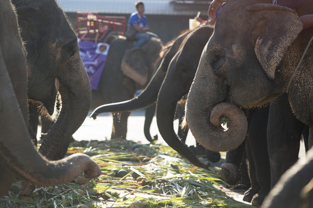 a elephant Diner at the big Elephant show in the Stadium at the Elephant Round-up Festival in the city of Surin in Northeastern Thailand in Southeastasia.のeditorial素材