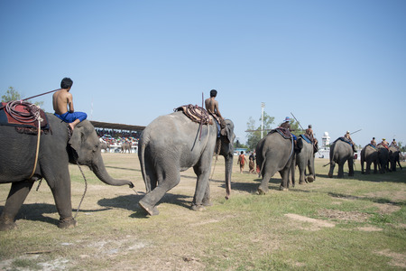 the big Elephant show in the Stadium at the Elephant Round-up Festival in the city of Surin in Northeastern Thailand in Southeastasia.のeditorial素材