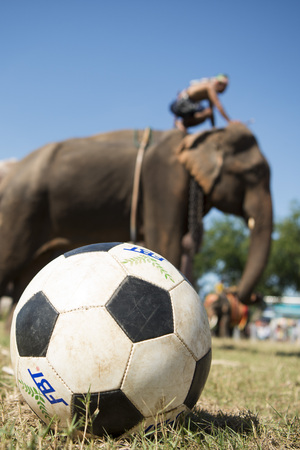 a elephant soccer game at the big Elephant show in the Stadium at the Elephant Round-up Festival in the city of Surin in Northeastern Thailand in Southeastasia.のeditorial素材