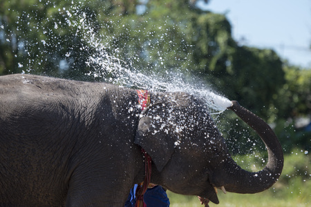 the big Elephant show in the Stadium at the Elephant Round-up Festival in the city of Surin in Northeastern Thailand in Southeastasia.のeditorial素材