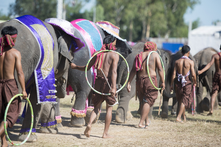 the big Elephant show in the Stadium at the Elephant Round-up Festival in the city of Surin in Northeastern Thailand in Southeastasia.のeditorial素材