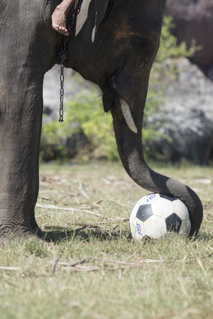 a elephant soccer game at the big Elephant show in the Stadium at the Elephant Round-up Festival in the city of Surin in Northeastern Thailand in Southeastasia.のeditorial素材