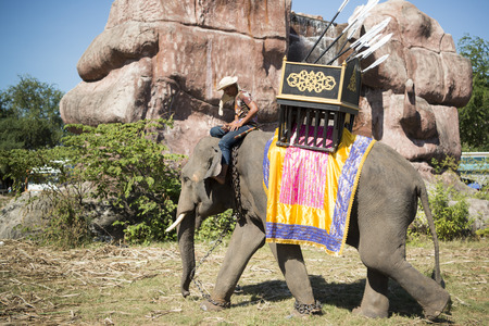 the big Elephant show in the Stadium at the Elephant Round-up Festival in the city of Surin in Northeastern Thailand in Southeastasia.のeditorial素材
