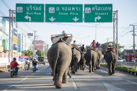 elephants on the streets in the city centre of Surin at the Elephant Round-up Festival in the city of Surin in Northeastern Thailand in Southeastasia.のeditorial素材