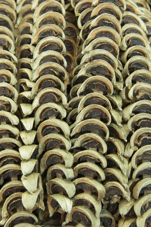 mushrooms at the Warorot Market in the city of Chiang Mai in North Thailand in Thailand in southeastasia.の写真素材