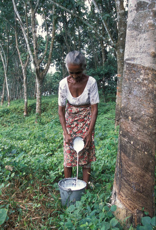 a rubber factory near the town of Hikkaduwa in the southwest of Sri Lanka in Asien.のeditorial素材