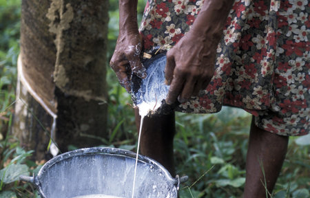 a rubber factory near the town of Hikkaduwa in the southwest of Sri Lanka in Asien.の写真素材