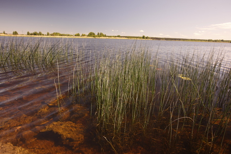 the landscape in the town of jurmala east of the city of Riga in latvia in the baltic region in europe.のeditorial素材