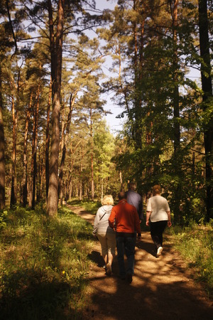 a forest in the town of jurmala east of the city of Riga in latvia in the baltic region in europe.のeditorial素材