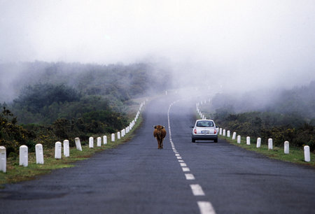 the landscape at the highland Ribeira da Janela on the Island of Madeira in the Atlantic Ocean of Portugal.のeditorial素材