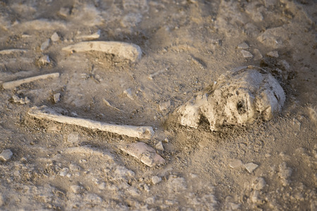 the burial sites at the ban Chiang national museum in the village of Ban Chiang near the city of Udon Thani in the Isan in Northeast Thailand.のeditorial素材
