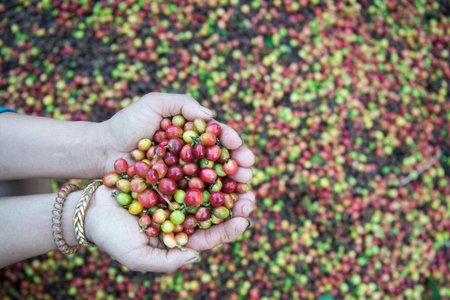 a coffee plantation in the hills of Mae Tha near the city of Lampang in North Thailand.の写真素材