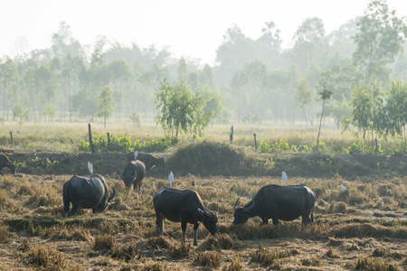 agriculture with buffalos near the city of Udon Thani in the Isan in Northeast Thailand.の写真素材