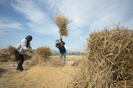 rice farmer at the earning of rice on a ricefield in the north of the city Chiang Rai in North Thailand.のeditorial素材