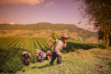 tea Harvest and earning at the tea plantation at the town of Mae Salong north of the city Chiang Rai in North Thailand.のeditorial素材