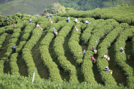 tea Harvest and earning at the tea plantation at the town of Mae Salong north of the city Chiang Rai in North Thailand.のeditorial素材